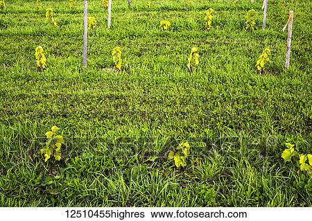 Stock Photograph - Two month growth of St. Pepin grape vines after planting; Shefford, Quebec, Canada. Fotosearch