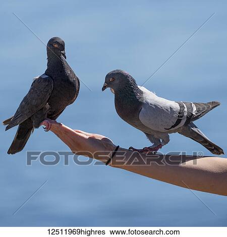 Stock Photograph - Two pigeons perched on a hand and arm with blue water in the background; Victoria, British Columbia, Canada. Fotosearch