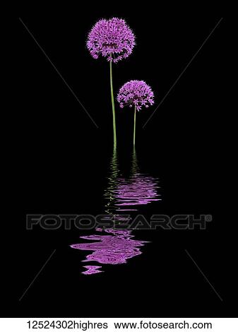 Stock Photograph - Two purple alliums reflected in water. Fotosearch