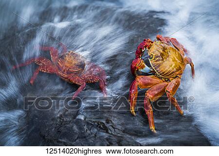 Stock Photograph - Two Sally Lightfoot crabs (Grapsus grapsus) splashed by wave; Galapagos Islands, Ecuador. Fotosearch