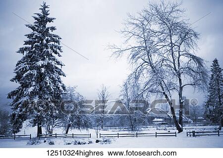 Tynehead Park in winter, covered with snow; Surrey, British Columbia, Canada View Large Photo Image Stock Photograph - Tynehead Park in winter, covered with snow; Surrey, British Columbia, Canada. Fotosearch