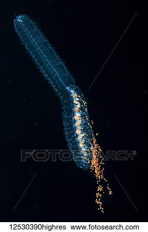 Stock Photograph - Underwater photograph of the putative Siphonophore species Agalma okeni taken during a blackwater (bluewater at night) scuba dive off the Kona Coast, the Big Island, Hawaii, during the summer; Island of Hawaii, Hawaii, United States of America. Fotosearch