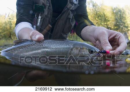 Stock Image - Underwater Shot Of Fisherman Holding A Fish With Lure Caught In Mouth Kenai Peninsula Alaska. Fotosearch