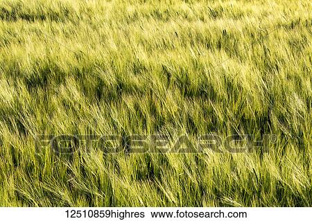 Stock Photograph - Unripe green barley (Hordeum vulgare) in a field, East of Calgary; Alberta, Canada. Fotosearch