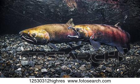 Using a gape threat posture, a female Coho Salmon (also known as Silver Salmon, Oncorhynchus kisutch) challenges another for the rights to spawning territory in an Alaskan stream during the autumn; Alaska, United States of America View Large Photo Image Stock Photograph - Using a gape threat posture, a female Coho Salmon (also known as Silver Salmon, Oncorhynchus kisutch) challenges another for the rights to spawning territory in an Alaskan stream during the autumn; Alaska, United States of America. Fotosearch