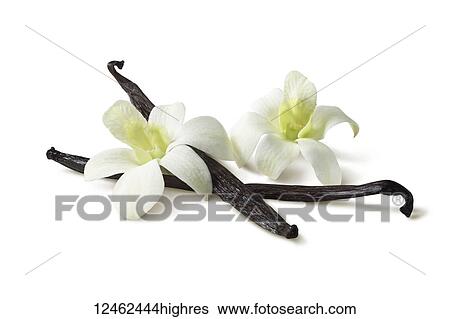 Vanilla beans and vanilla flowers on a white background View Large Photo Image Stock Photograph - Vanilla beans and vanilla flowers on a white background. Fotosearch