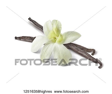 Stock Photograph - Vanilla flower and beans on a white background. Fotosearch