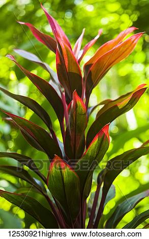 Stock Photograph - Variegated Ti plant, Hawaii Tropical Botanical Garden at Onomea Valley and Bay, near Hilo; Island of Hawaii, Hawaii, United States of America. Fotosearch