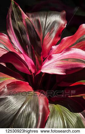 Stock Photograph - Variegated Ti plant, Hawaii Tropical Botanical Garden at Onomea Valley and Bay, near Hilo; Island of Hawaii, Hawaii, United States of America. Fotosearch