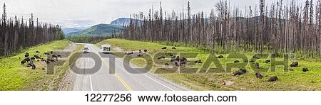 Stock Photograph - Vehicles waiting for a buffalo to cross the road, north of Liard Hot Springs, British Columbia, Canada, Summer. Fotosearch