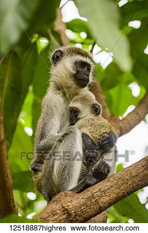 Stock Photograph - Vervet monkey (Chlorocebus pygerythrus) mother and baby in tree, Serengeti National Park; Tanzania. Fotosearch