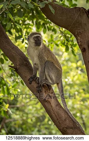 Vervet monkey (Chlorocebus pygerythrus) sitting in tree looking right, Serengeti National Park; Tanzania View Large Photo Image Stock Photograph - Vervet monkey (Chlorocebus pygerythrus) sitting in tree looking right, Serengeti National Park; Tanzania. Fotosearch