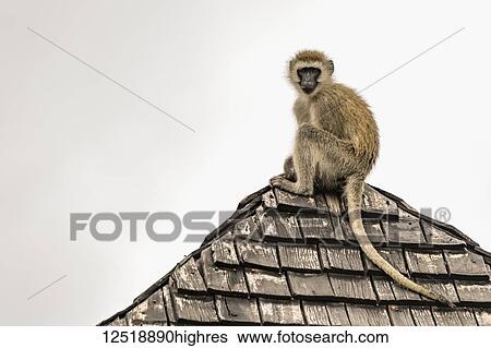 Stock Photograph - Vervet monkey (Chlorocebus pygerythrus) stares down from tiled rooftop, Tarangire National Park; Tanzania. Fotosearch