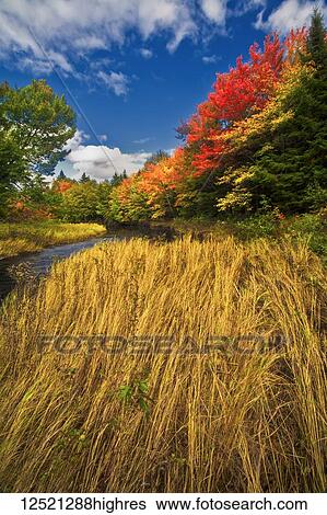 Vibrant autumn colours along Kelly River, a protected wintriness area; Nova Scotia View Large Photo Image Stock Photograph - Vibrant autumn colours along Kelly River, a protected wintriness area; Nova Scotia. Fotosearch