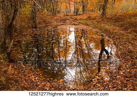 Stock Photograph - Vibrant orange foliage floating and reflected in a tranquil pond in autumn; Nova Scotia, Canada. Fotosearch
