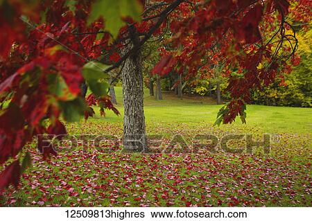 Vibrant red foliage on a tree and fallen leaves on the grass in autumn; Stowe, Vermont, United States of America View Large Photo Image Stock Photograph - Vibrant red foliage on a tree and fallen leaves on the grass in autumn; Stowe, Vermont, United States of America. Fotosearch
