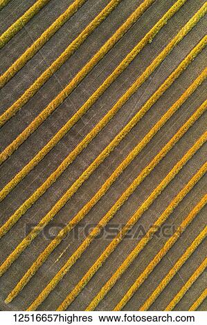 Stock Photograph - View from directly above of canola harvest lines glowing at sunset; Blackie, Alberta, Canada. Fotosearch