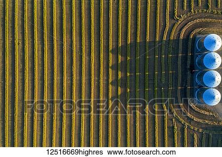 Stock Photograph - View from directly above of four large metal grain bins and canola harvest lines at sunset with long shadows; Alberta, Canada. Fotosearch