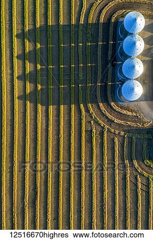 View from directly above of four large metal grain bins and canola harvest lines at sunset with long shadows; Alberta, Canada View Large Photo Image Stock Photograph - View from directly above of four large metal grain bins and canola harvest lines at sunset with long shadows; Alberta, Canada. Fotosearch