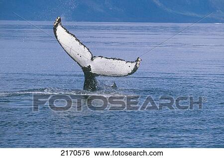Stock Photograph - View Of A Humpback Whale Fluke In Frederick Sound, Tongass National Forest, Southeast Alaska, Summer. Fotosearch
