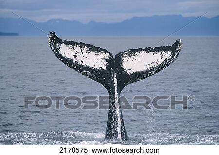 Stock Photography - View Of A Humpback Whale Fluke In Frederick Sound, Tongass National Forest, Southeast Alaska, Summer. Fotosearch