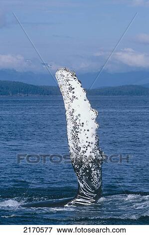 Stock Photo - View Of A Humpback Whale Pectoral Fin In Frederick Sound, Tongass National Forest, Southeast Alaska, Summer. Fotosearch