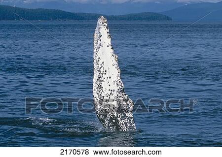 View Of A Humpback Whale Pectoral Fin In Frederick Sound, Tongass National Forest, Southeast Alaska, Summer View Large Photo Image Stock Photo - View Of A Humpback Whale Pectoral Fin In Frederick Sound, Tongass National Forest, Southeast Alaska, Summer. Fotosearch