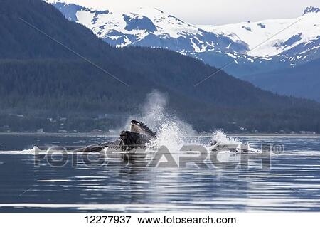 View of a pod of Humpback whales bubble net feeding on small fish in Southeast Alaska near Juneau, Summer. View Large Photo Image Stock Photo - View of a pod of Humpback whales bubble net feeding on small fish in Southeast Alaska near Juneau, Summer.. Fotosearch