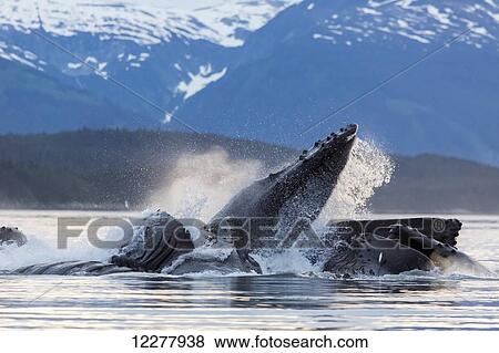 View of a pod of Humpback whales bubble net feeding on small fish in Southeast Alaska near Juneau, Summer. View Large Photo Image Stock Photo - View of a pod of Humpback whales bubble net feeding on small fish in Southeast Alaska near Juneau, Summer.. Fotosearch