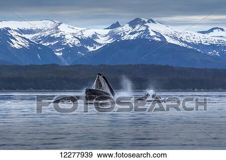 View of a pod of Humpback whales bubble net feeding on small fish in Southeast Alaska near Juneau, Summer. View Large Photo Image Stock Photo - View of a pod of Humpback whales bubble net feeding on small fish in Southeast Alaska near Juneau, Summer.. Fotosearch