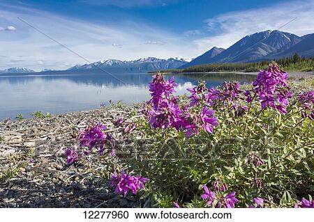 Stock Image - View of dwarf fireweed on the shore of Kluane Lake, Yukon Territory, Canada, Summer.. Fotosearch