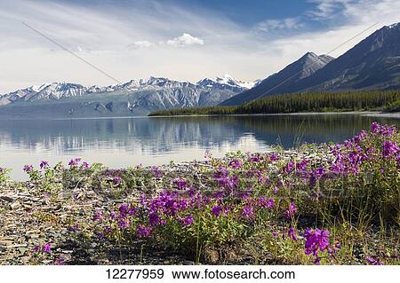 View of dwarf fireweed on the shore of Kluane Lake, Yukon Territory, Canada, Summer. View Large Photo Image Stock Photo - View of dwarf fireweed on the shore of Kluane Lake, Yukon Territory, Canada, Summer.. Fotosearch