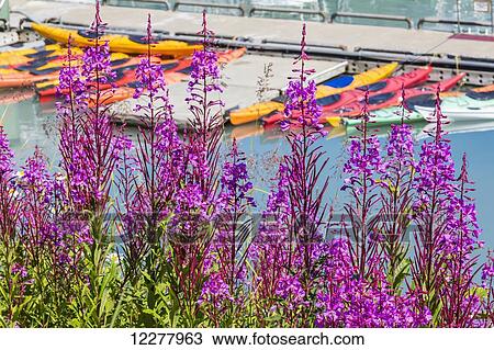 View of Fireweed and kayaks in the Valdez boat harbor, Southcentral Alaska, Summer. View Large Photo Image Stock Image - View of Fireweed and kayaks in the Valdez boat harbor, Southcentral Alaska, Summer.. Fotosearch