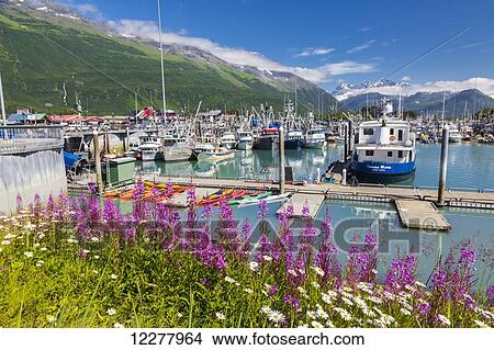 View of Fireweed, kayaks and seine fishing boats in the Valdez boat harbor, Southcentral Alaska, Summer. View Large Photo Image Picture - View of Fireweed, kayaks and seine fishing boats in the Valdez boat harbor, Southcentral Alaska, Summer.. Fotosearch