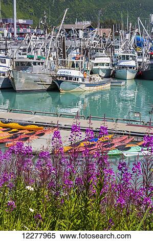 View of Fireweed, kayaks and seine fishing boats in the Valdez boat harbor, Southcentral Alaska, Summer. View Large Photo Image Stock Photography - View of Fireweed, kayaks and seine fishing boats in the Valdez boat harbor, Southcentral Alaska, Summer.. Fotosearch