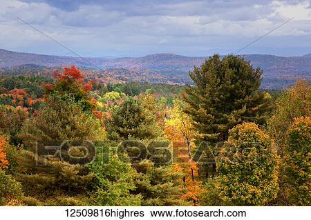 Stock Photograph - View of rolling hills with vibrant autumn coloured foliage under cloudy sky, White Mountains National Forest; New England, United States of America. Fotosearch