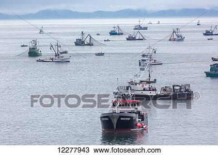 Stock Image - View of seine boats fishing for Pink Salmon with two fish buying boats in the foreground, Lynn Canal near Juneau, Southeast Alaska, Summer.. Fotosearch