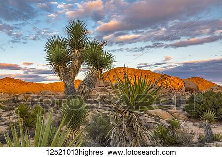 Stock Photograph - View of sunset on rock formation with Joshua tree (Yucca brevifolia) in the foreground, Joshua Tree National Park; California, United States of America. Fotosearch