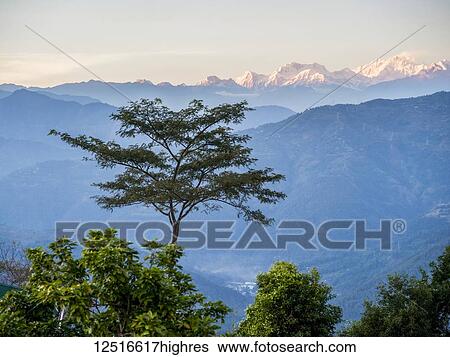 Stock Photograph - View of the sunlit peaks of the Himalayas from the Glenburn Tea Plantation and Estate; Singringtam, West Bengal, India. Fotosearch