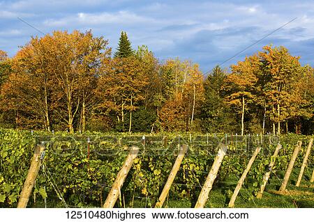 Stock Photograph - Vineyard of Frontenac Noir grapevines with autumn coloured forest in the background in a vineyard; Shefford, Quebec, Canada. Fotosearch