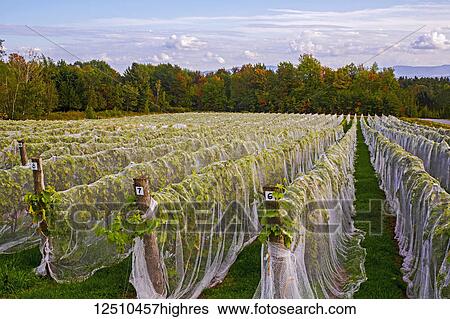 Stock Photograph - Vineyard with rows of Frontenac Gris grapes growing and draped in a protective cloth; Shefford, Quebec, Canada. Fotosearch