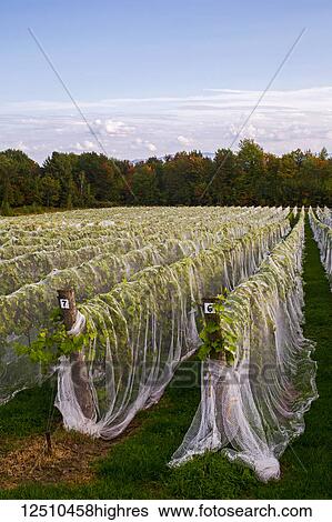 Vineyard with rows of Frontenac Gris grapes growing and draped in a protective cloth; Shefford, Quebec, Canada View Large Photo Image Stock Photograph - Vineyard with rows of Frontenac Gris grapes growing and draped in a protective cloth; Shefford, Quebec, Canada. Fotosearch