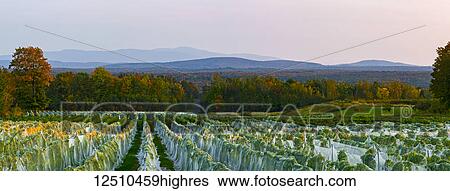 Vineyard with rows of Frontenac Gris and Frontenac Noir grapes growing and draped in a protective cloth at sunset; Shefford, Quebec, Canada View Large Photo Image Stock Photograph - Vineyard with rows of Frontenac Gris and Frontenac Noir grapes growing and draped in a protective cloth at sunset; Shefford, Quebec, Canada. Fotosearch