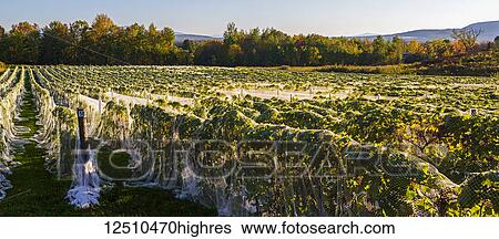 Stock Photograph - Vineyard with rows of Frontenac Gris and Frontenac Noir grapes growing and draped in a protective cloth at sunset; Shefford, Quebec, Canada. Fotosearch