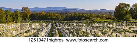 Stock Photograph - Vineyard with rows of Frontenac Gris and Frontenac Noir grapes growing and draped in a protective cloth at sunset; Shefford, Quebec, Canada. Fotosearch