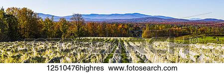 Stock Photograph - Vineyard with rows of Frontenac Gris and Frontenac Noir grapes growing and draped in a protective cloth; Shefford, Quebec, Canada. Fotosearch