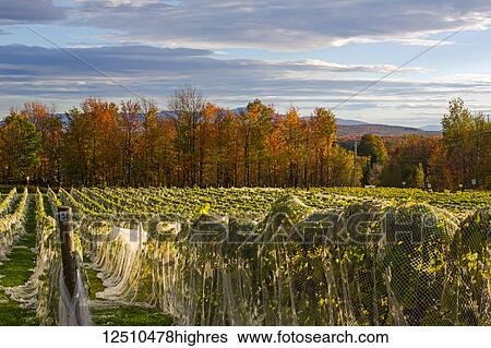 Vineyard with rows of Frontenac Gris and Frontenac Noir grapes growing and draped in a protective cloth; Shefford, Quebec, Canada View Large Photo Image Stock Photograph - Vineyard with rows of Frontenac Gris and Frontenac Noir grapes growing and draped in a protective cloth; Shefford, Quebec, Canada. Fotosearch