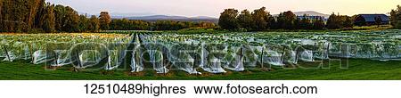 Stock Photograph - Vineyard with rows of Frontenac Gris and Frontenac Noir grapes growing and draped in a protective cloth at sunset; Shefford, Quebec, Canada. Fotosearch