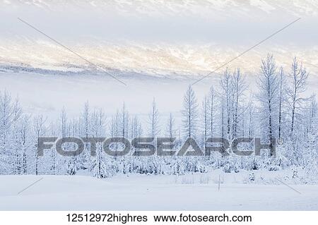 Warm afternoon sunlight bathes the distant mountains in-between low clouds obscuring the hillside, hoar frost covered birch trees lining the shaded foreground, Turnagain Pass, Kenai Peninsula, South-central Alaska; Alaska, United States of America View Large Photo Image Stock Photograph - Warm afternoon sunlight bathes the distant mountains in-between low clouds obscuring the hillside, hoar frost covered birch trees lining the shaded foreground, Turnagain Pass, Kenai Peninsula, South-central Alaska; Alaska, United States of America. Fotosearch
