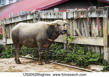Stock Photograph - Water buffalo (Bubalus bubalis) tied to a fence and for sale at the Sunday market; Bac Ha, Lao Cai, Vietnam. Fotosearch
